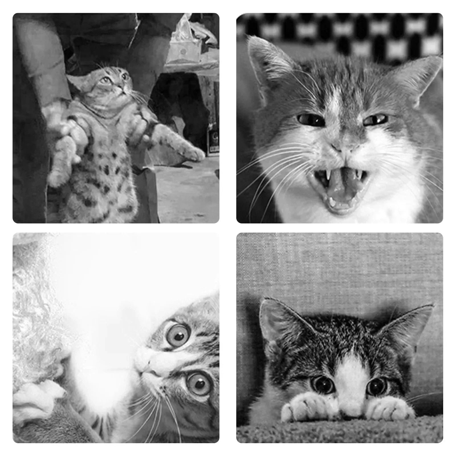 PurrCalm